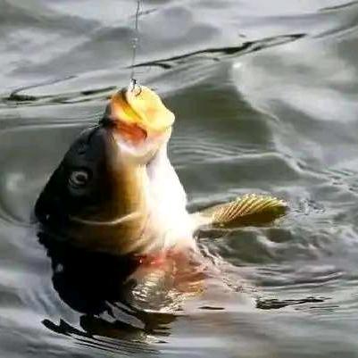 爱钓鱼🎣小喵喵