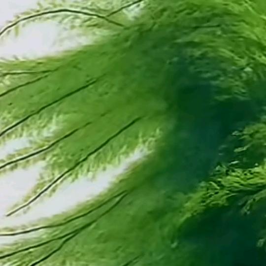 好运长来