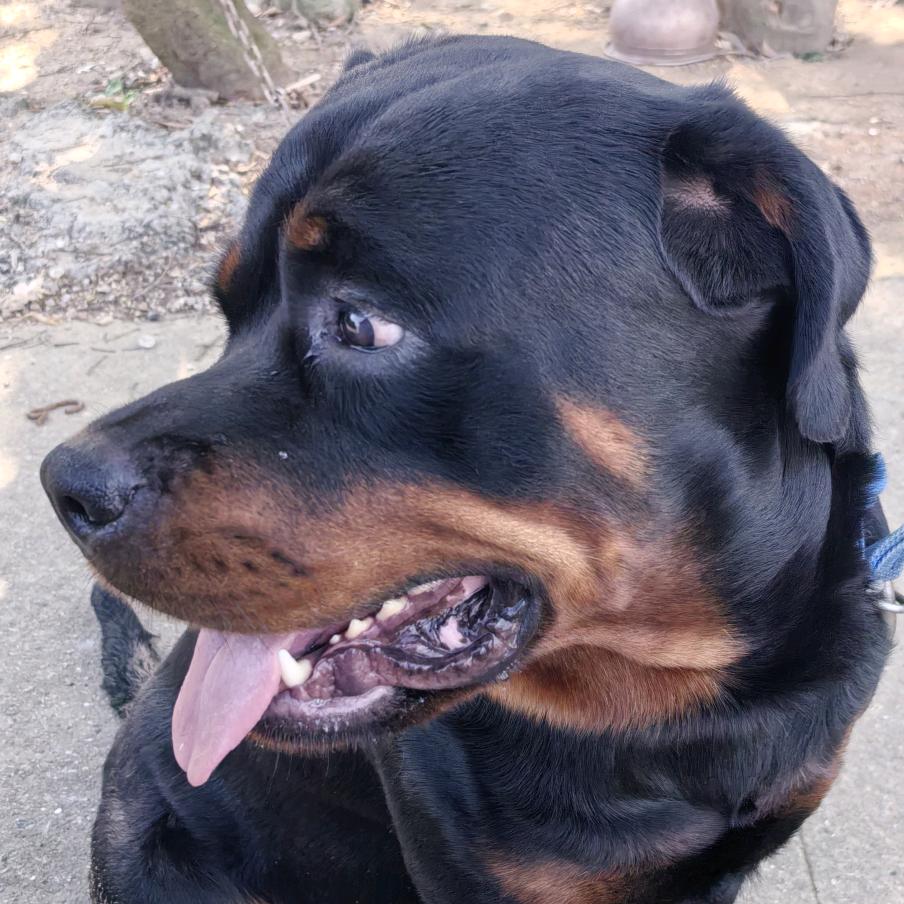 硪与春风皆過碦