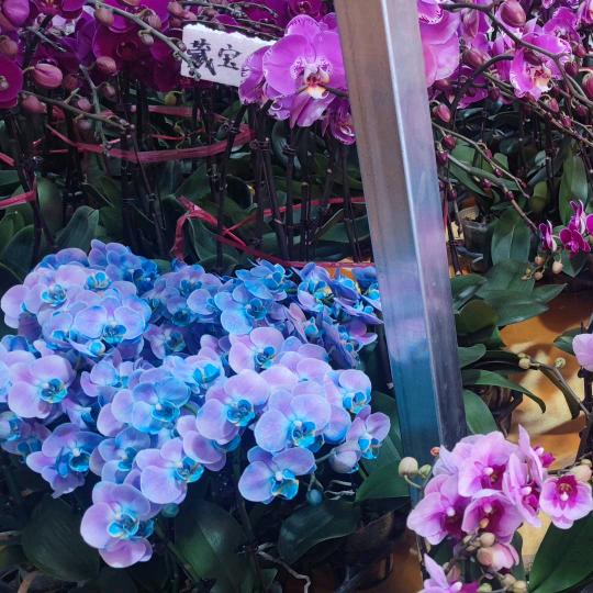 开心果😄😄😎