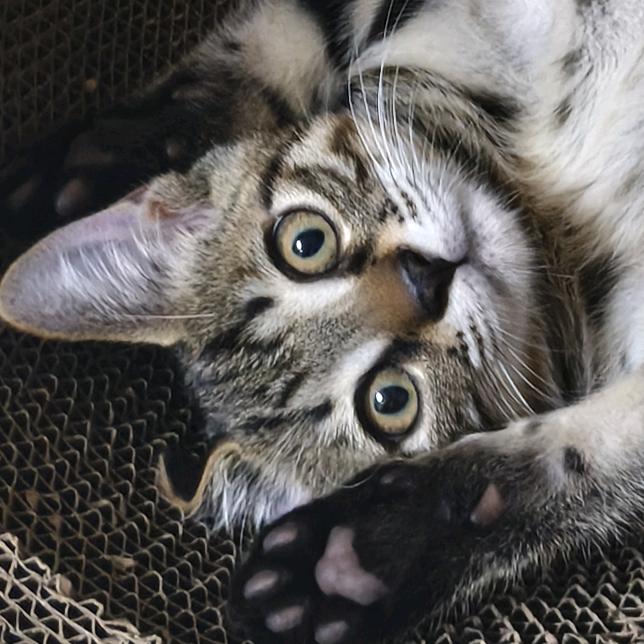猫头鹰