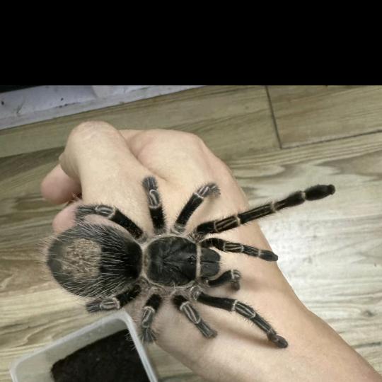 蜘蛛工作室