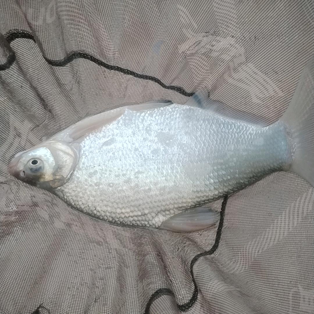 南山溪水川心钓场