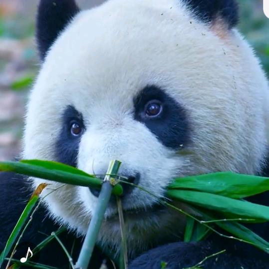 我爱中国