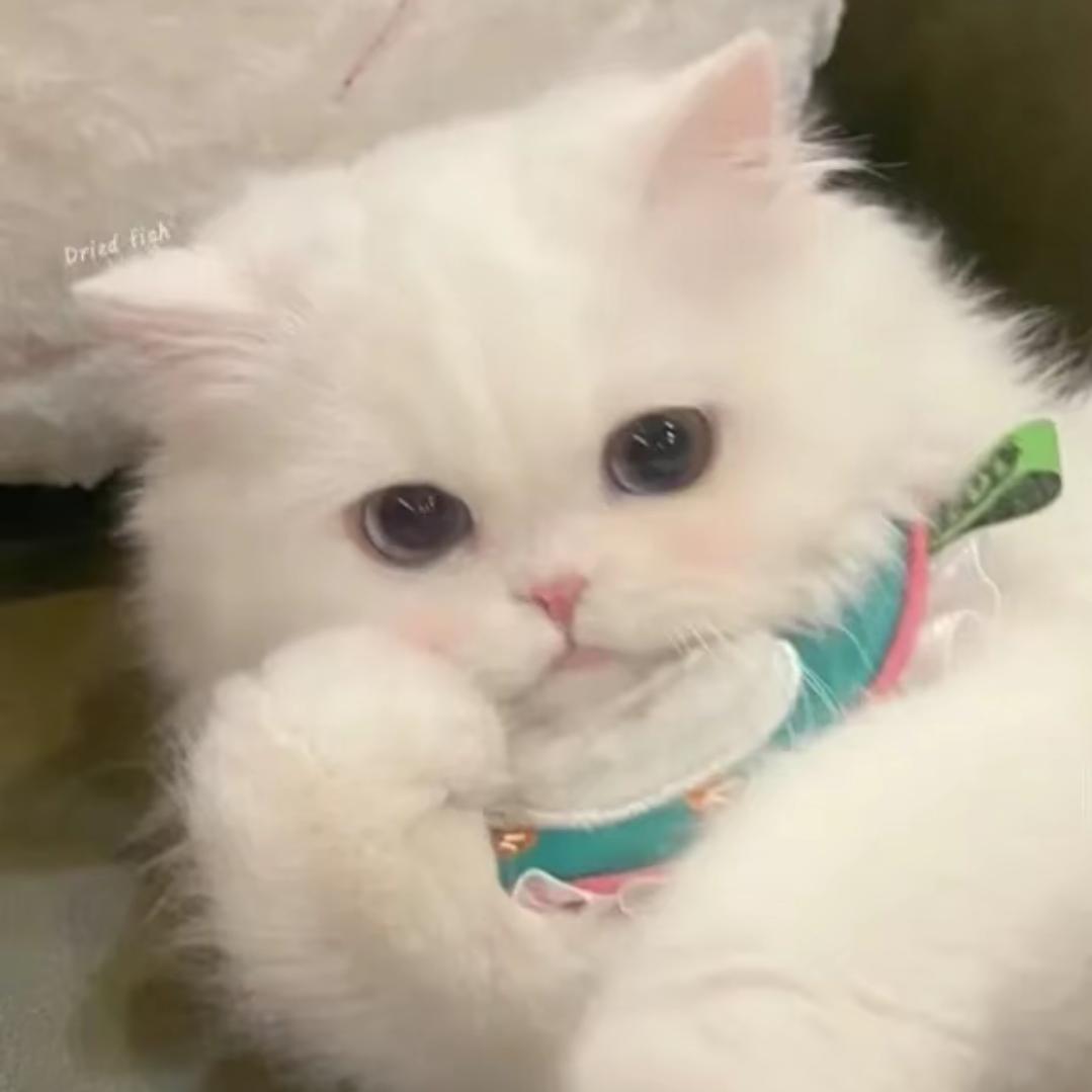 秋燕.