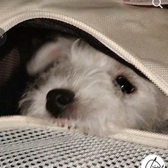 潦草画家和抽象修勾🍉🐶