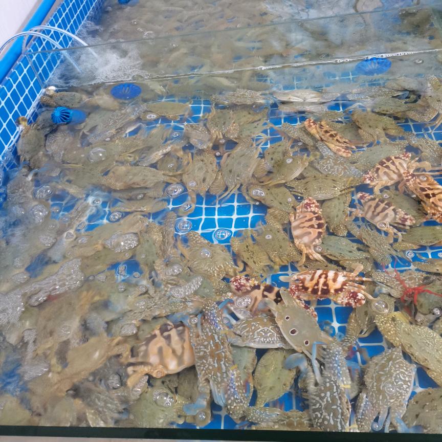 光村海鲜配送批发