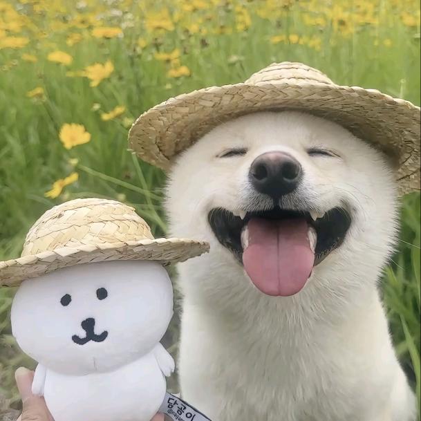 波波圆