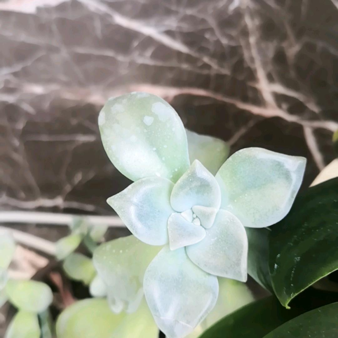 慧芳(可私聊)（峰行）
