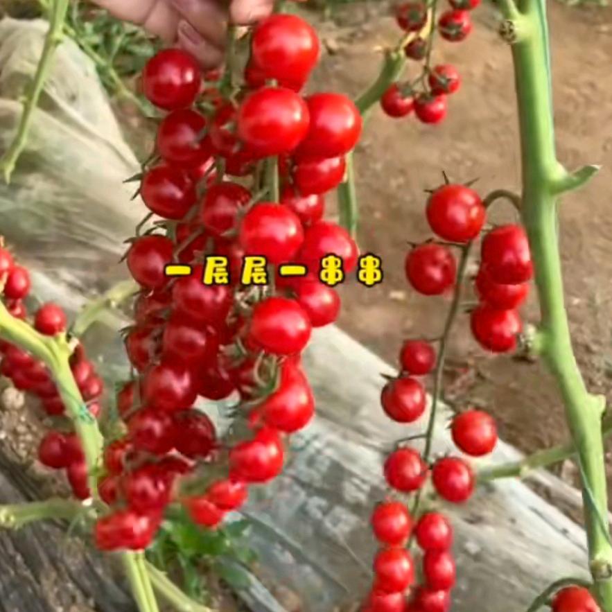 水果先森