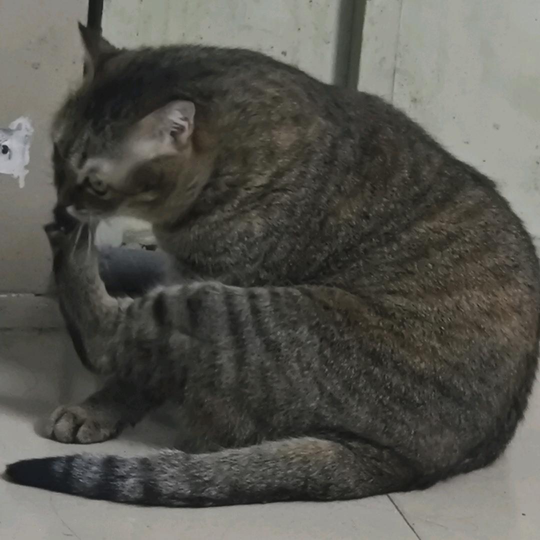 平安宝宝爱啃脚