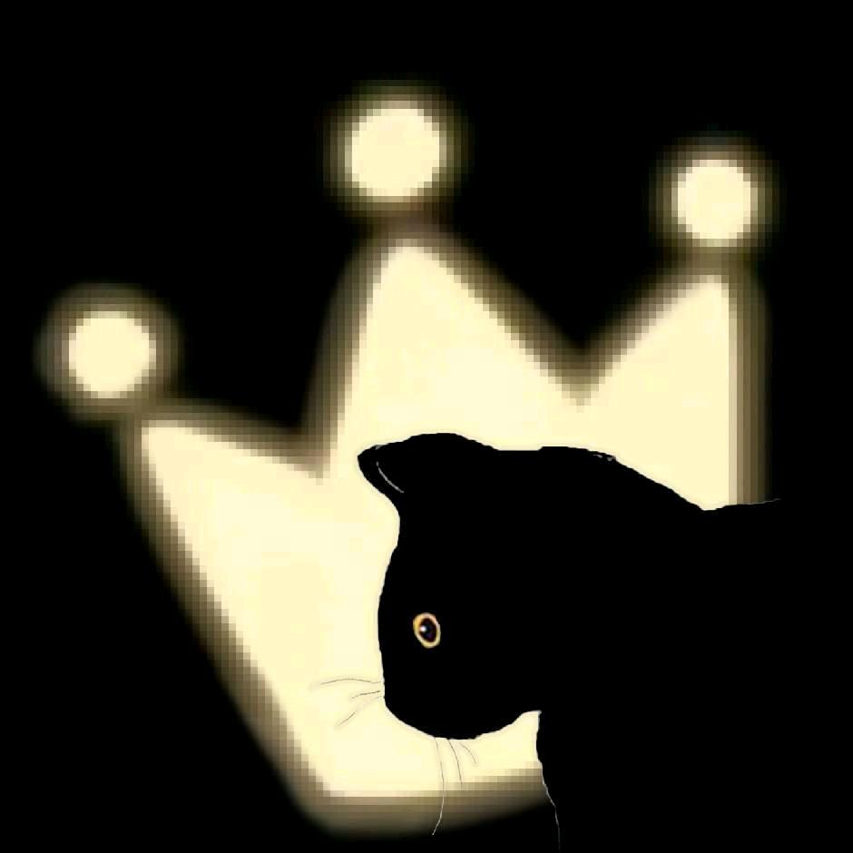 皇皇猫🐈‍⬛♬