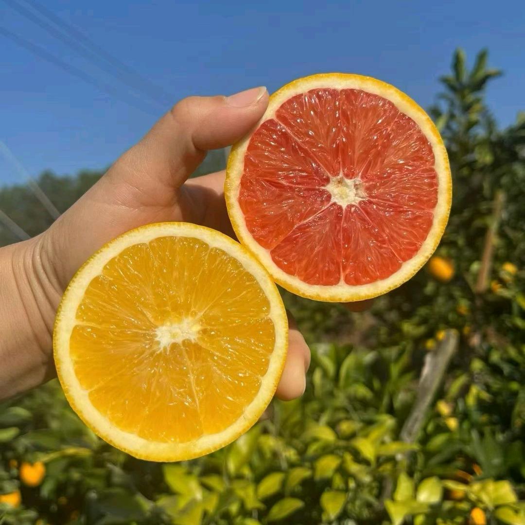 江西朝政科技臻选阁