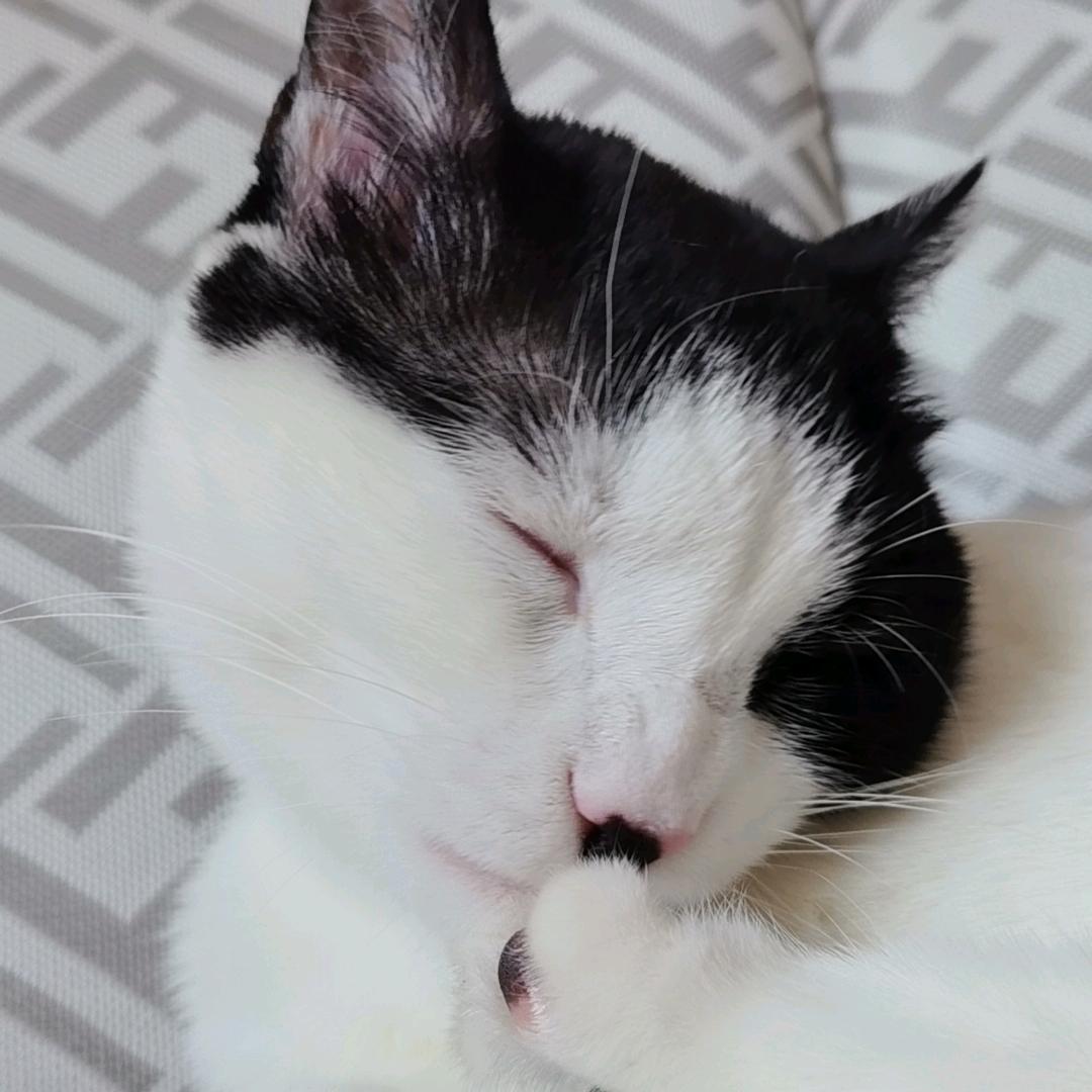 王奶油是只奶牛猫