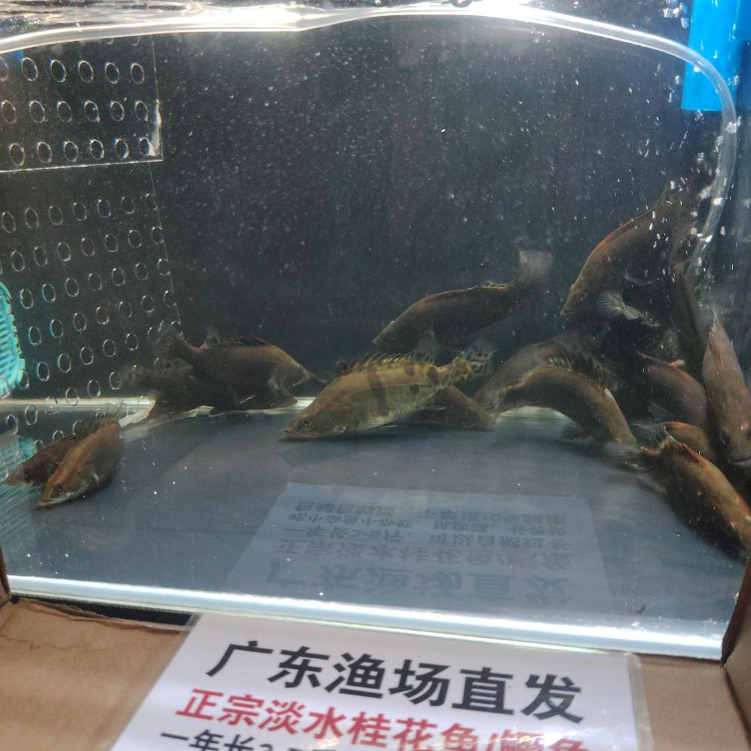 鱼乐无限
