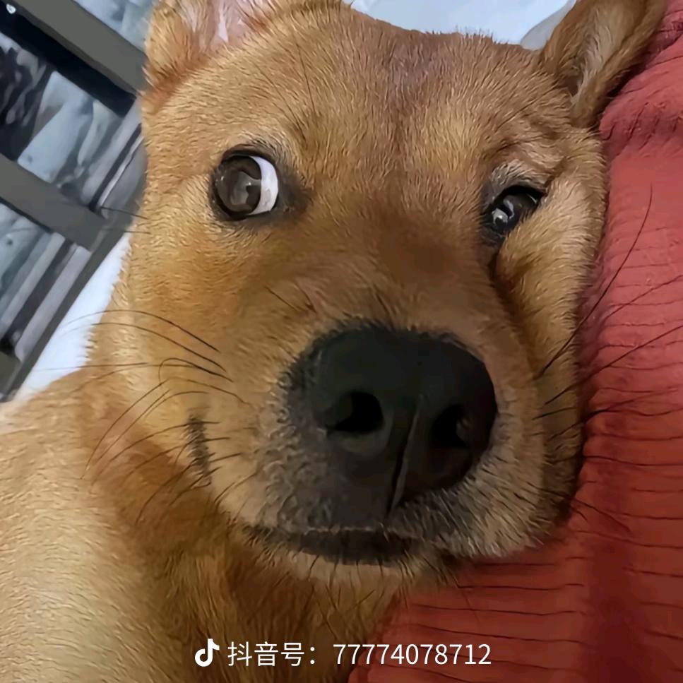 小助理