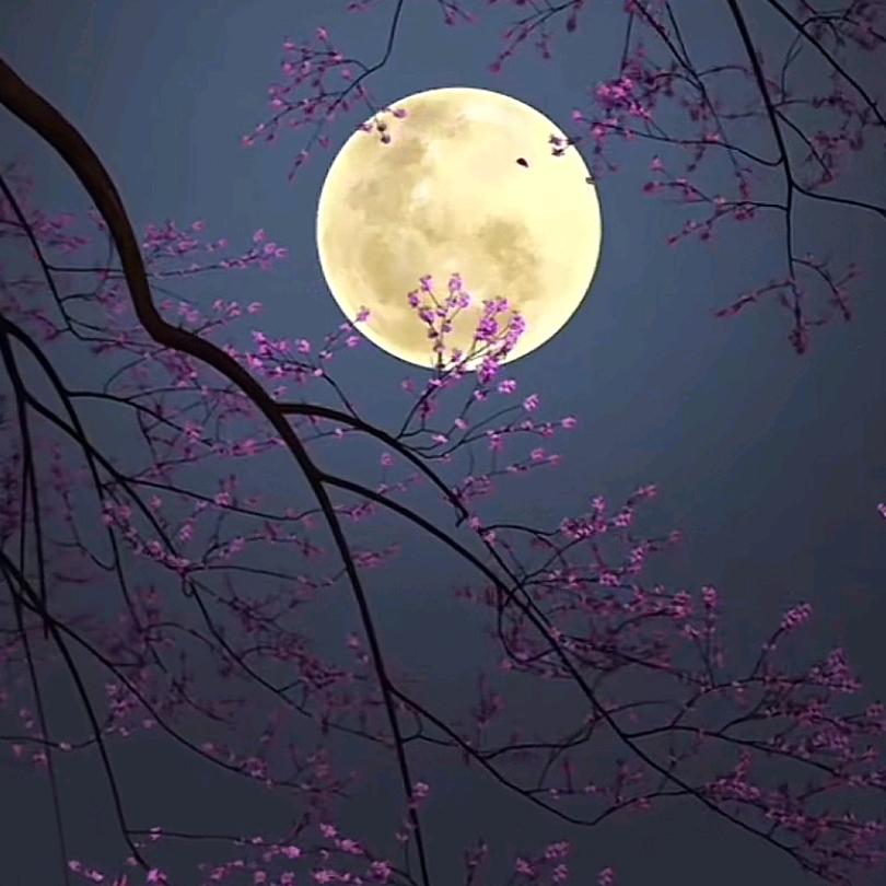 星辰伴着月亮