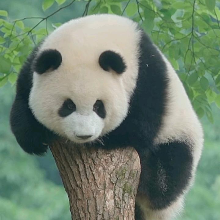 可诺