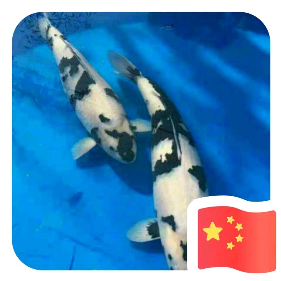大洋哥