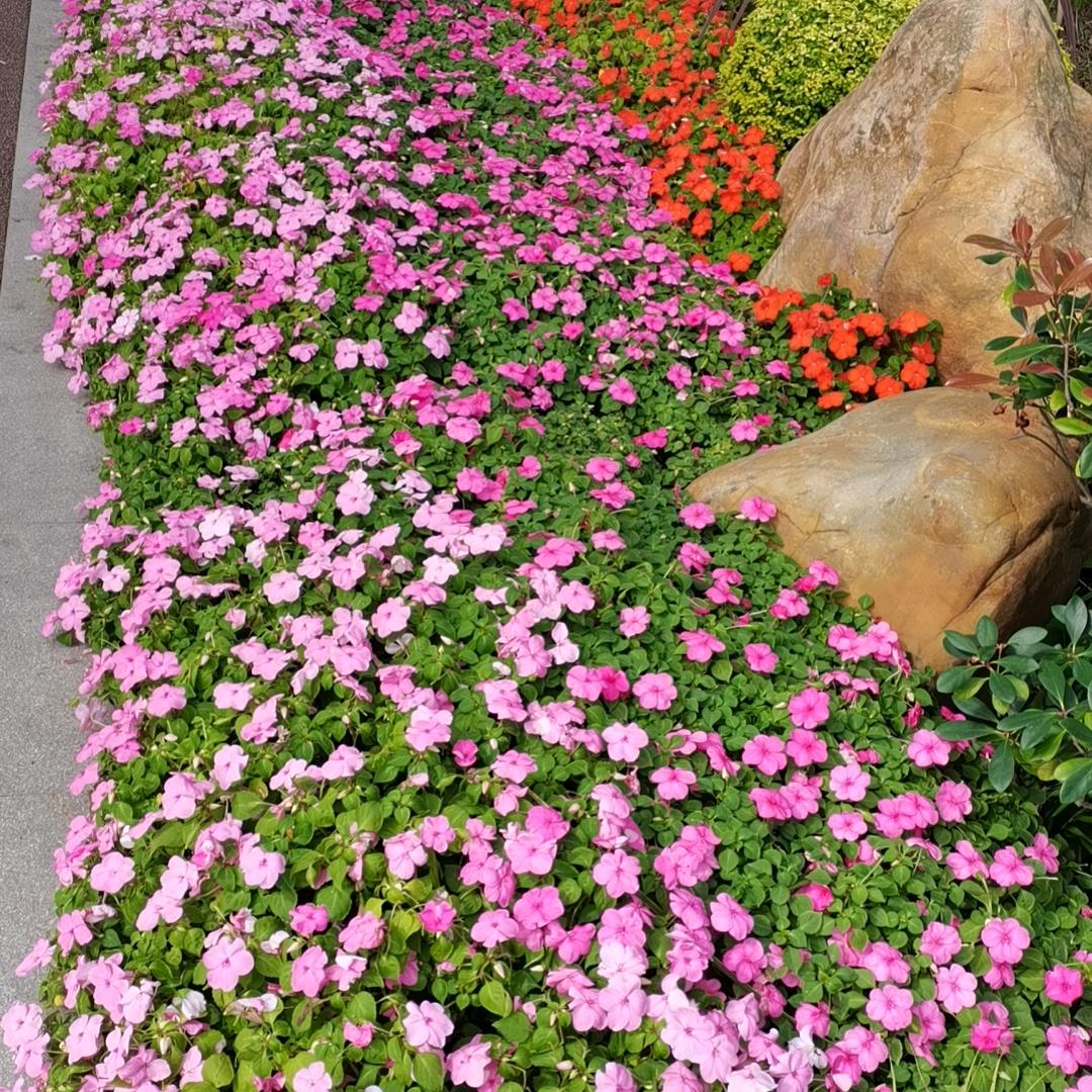 华伟伟姐（爱生活）