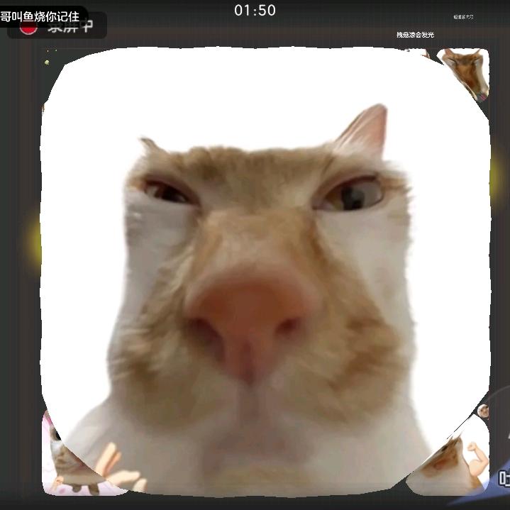 球球小磊