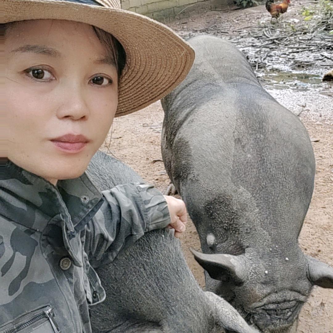 临高凤姐土黑猪