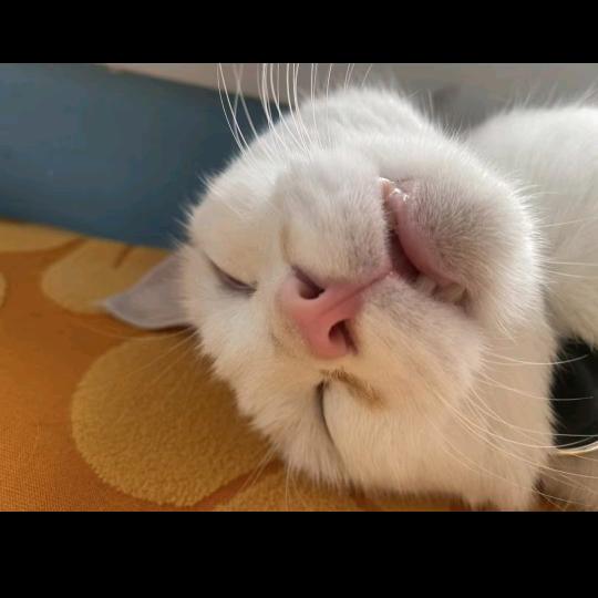 宠医天天（专注猫狗各类问题）