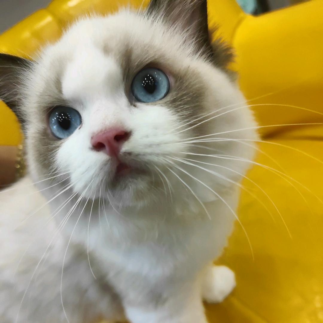 莉莉安_