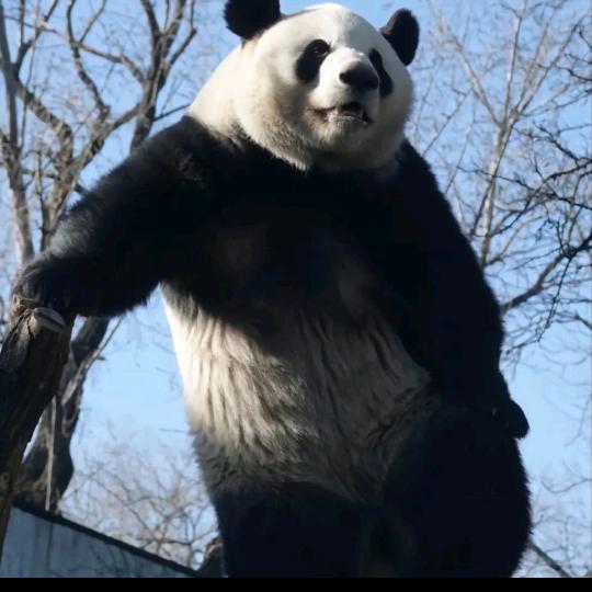 开心的电灯泡之Mr. 吃呃车 鼎了个蛋