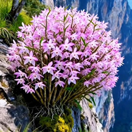 💐💐🎋🎋🌿布朗小妹