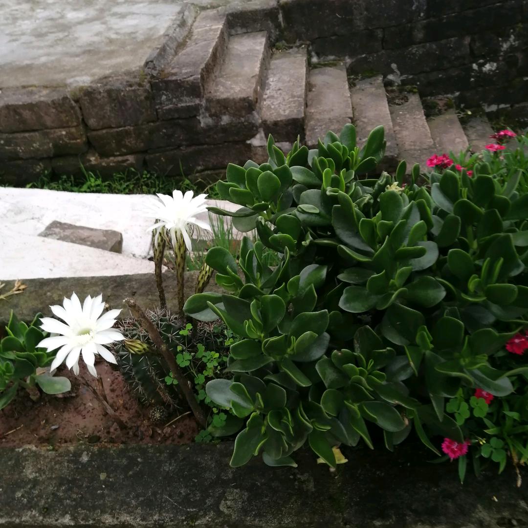 王芬