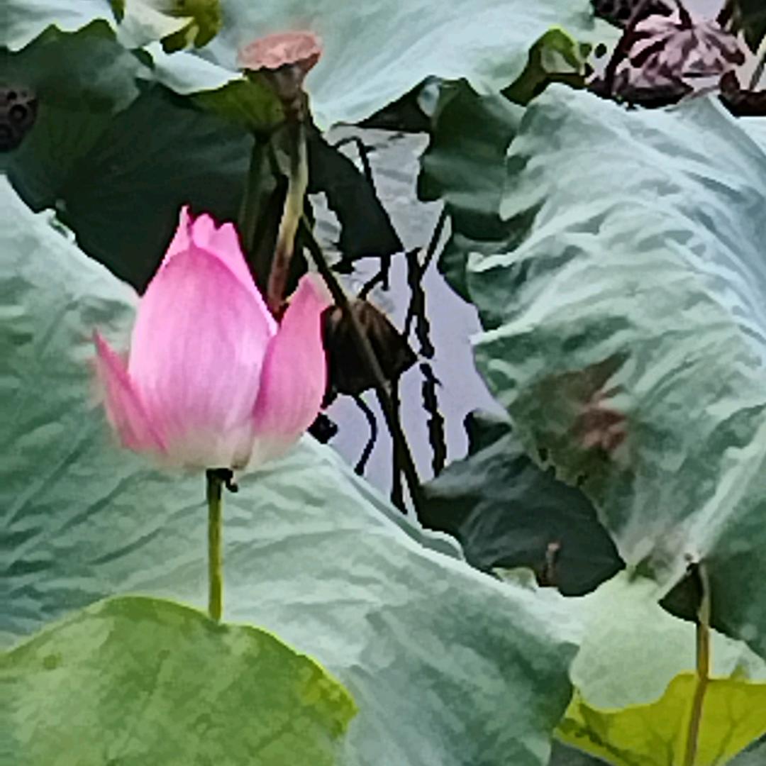 星河曼曼
