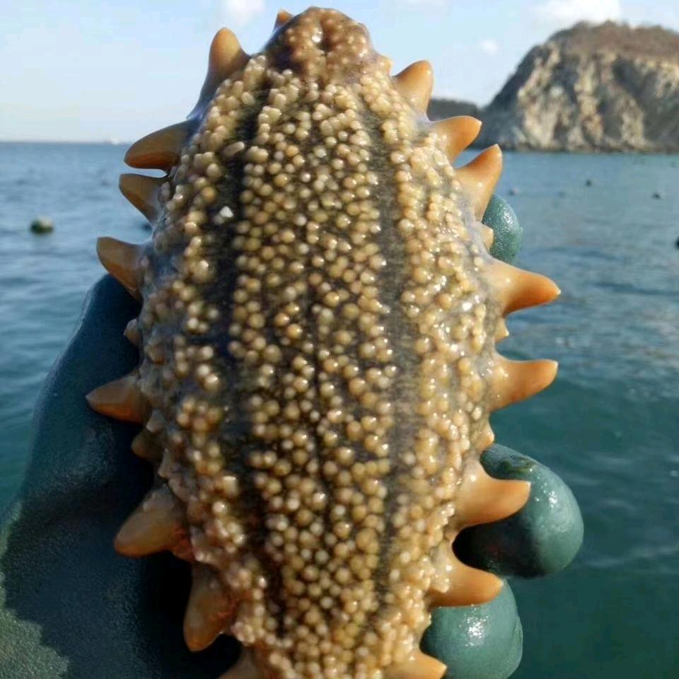 小尹家海参