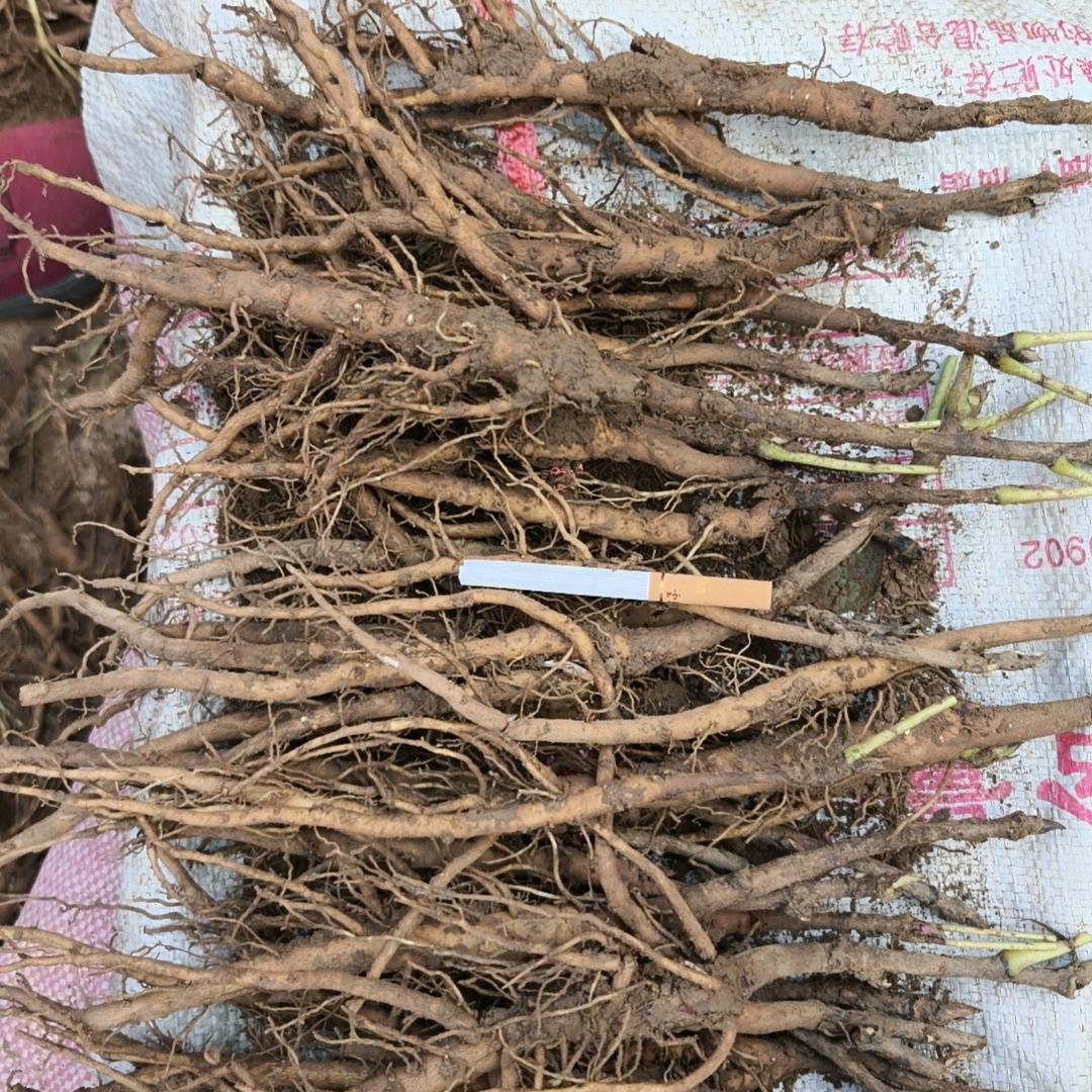 种生凤丹牡丹苗