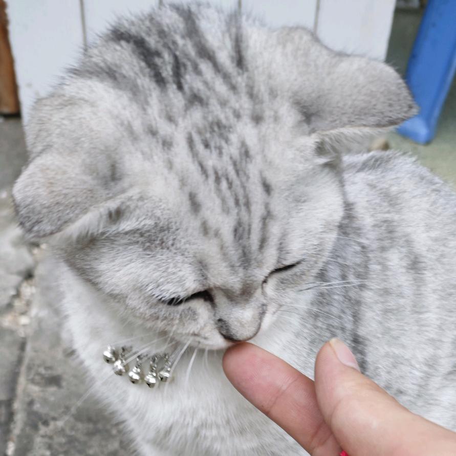 白兮