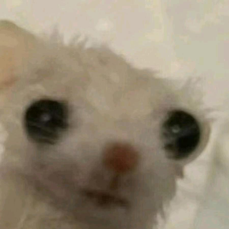 小v大王