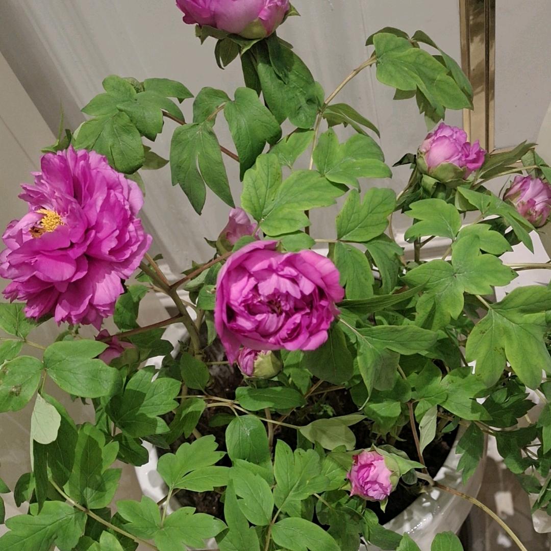 鑫淦苗木.银杏专供