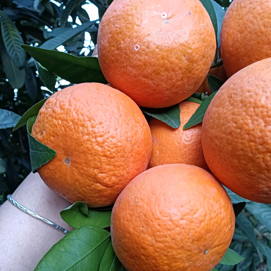 招财进宝，水果大姐