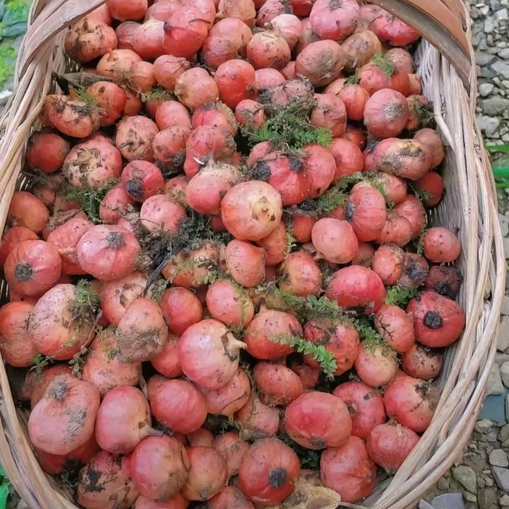 豆豆粒