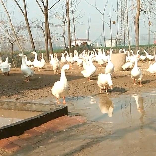 残疾人创业不容易