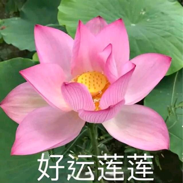 ། – _ – །