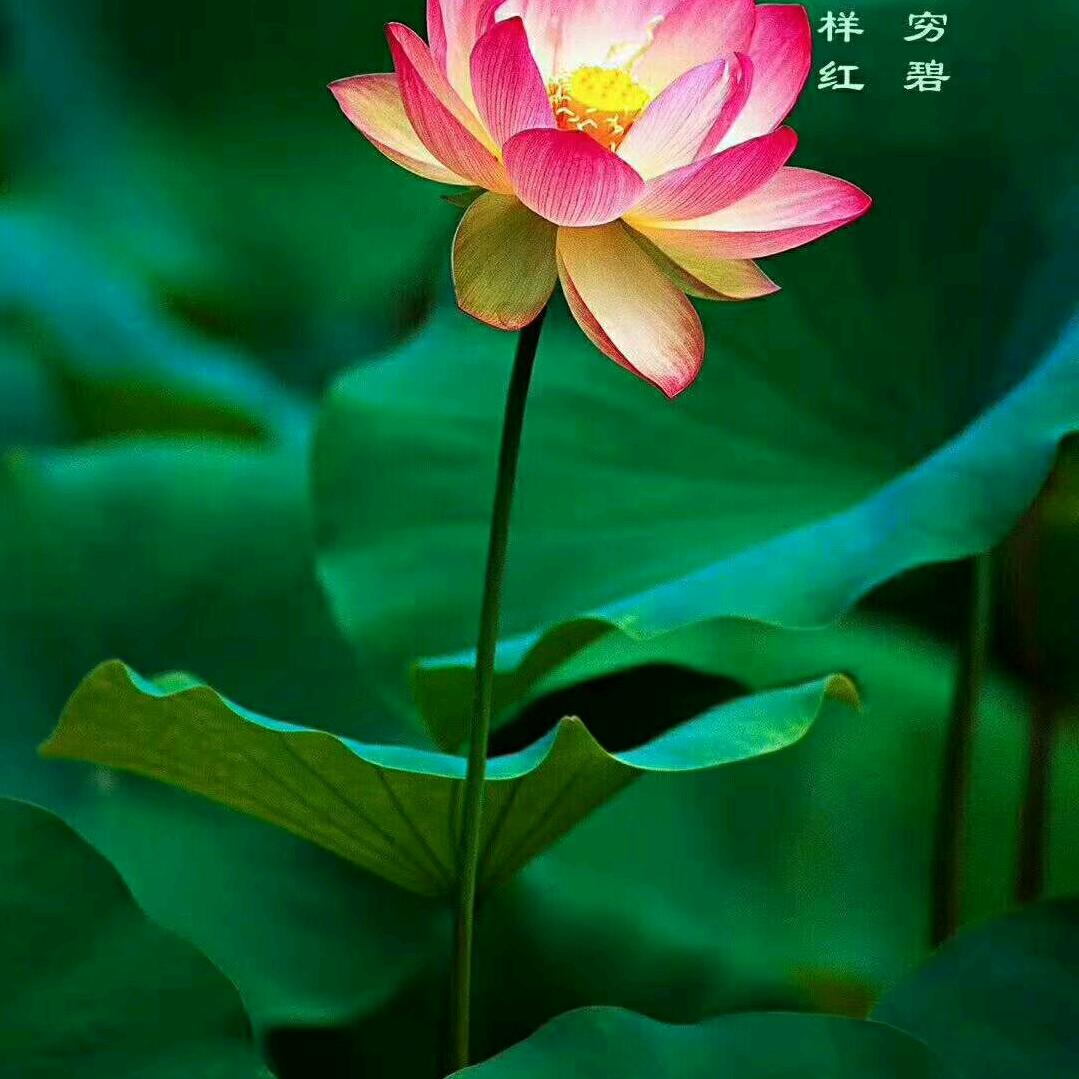 橱窗好物分享