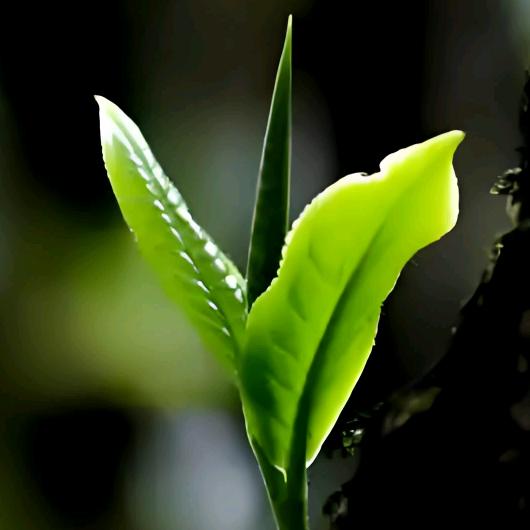 埰阜茶