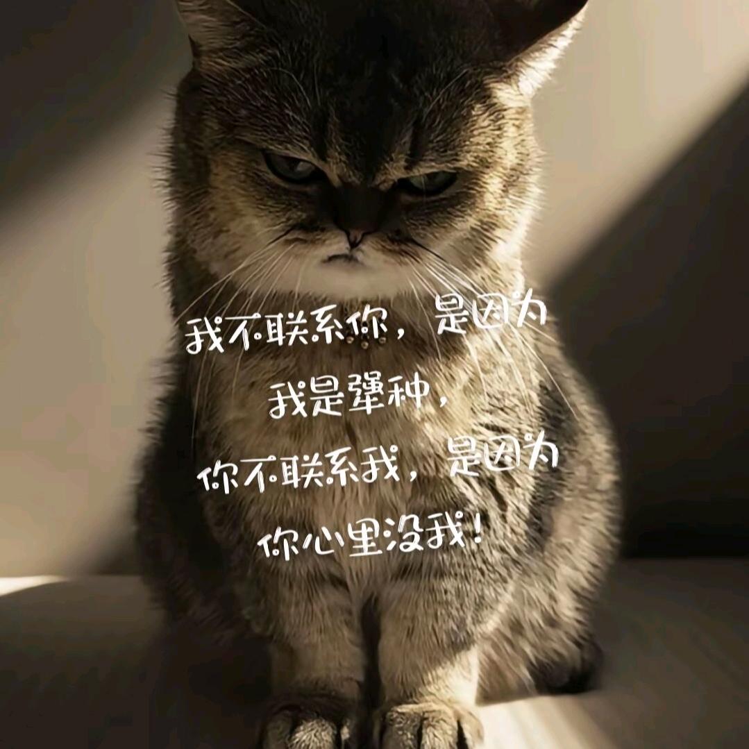 团头猫