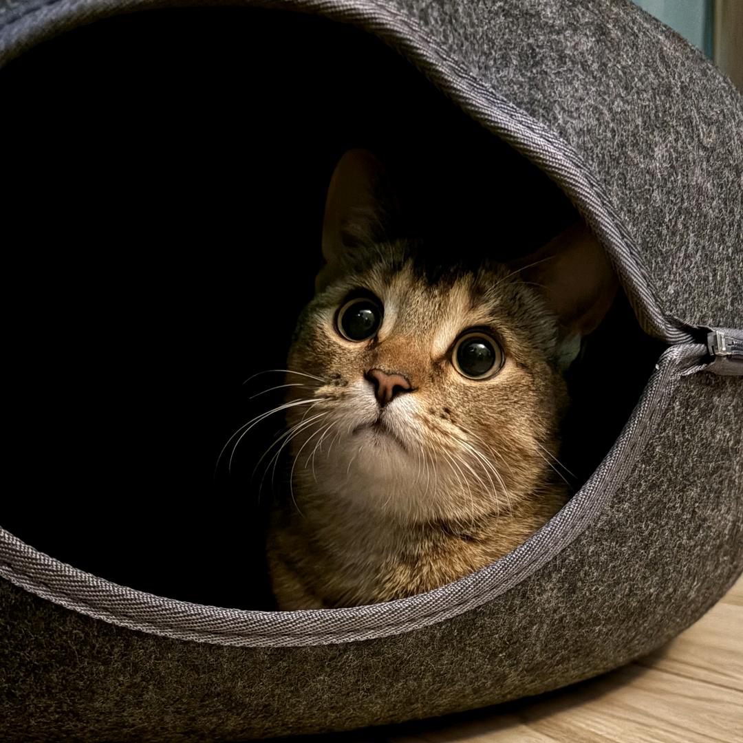 蟹黄面  　　　　　╲   　　　༽