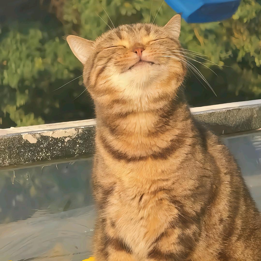 星星闪闪twinkling