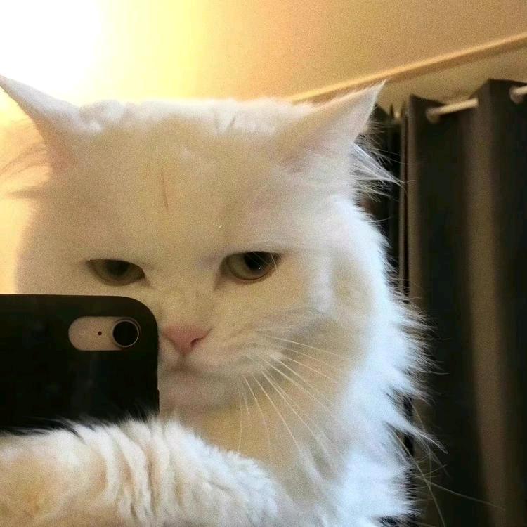 蛇院猫猫