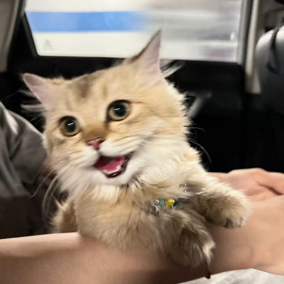 胡来也要蒋道理