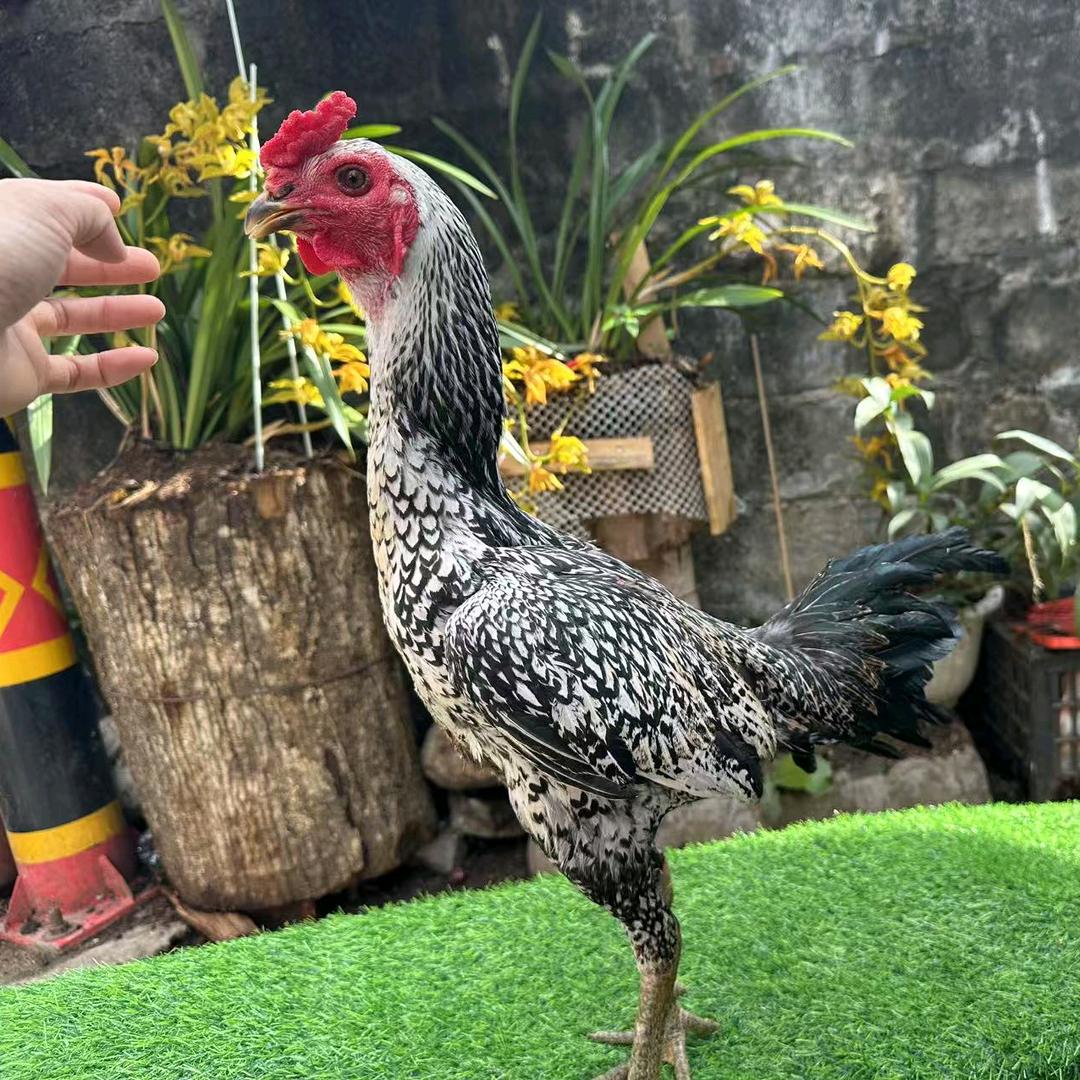 啊妹家园养殖场