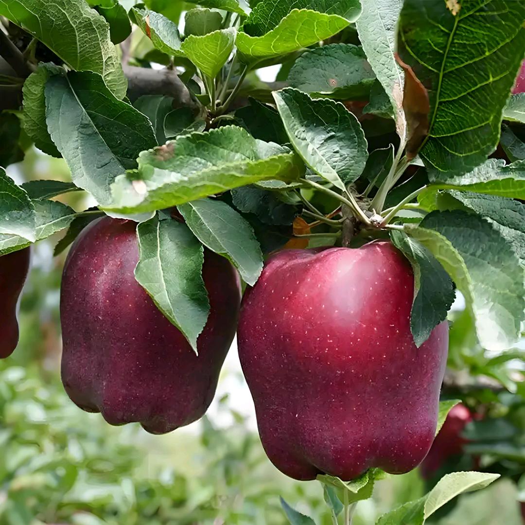 越来越好(喜米)